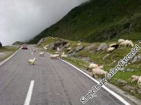 Transfagarasan23